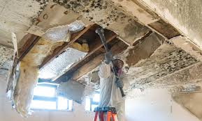 Reliable Jackson, GA Mold Removal & Remediation Solutions